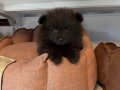 TEA CUP POMERANİAN BEBEKLERİMİZ