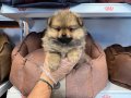 TEA CUP POMERANİAN BEBEKLERİMİZ