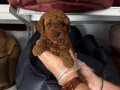 KORE RED BROWNE TOY POODLE BEBEĞİMİZ