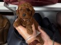 KORE RED BROWNE TOY POODLE BEBEĞİMİZ
