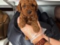 KORE RED BROWNE TOY POODLE BEBEĞİMİZ
