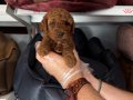 KORE RED BROWNE TOY POODLE BEBEĞİMİZ