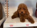 4 AYLIK OYUNCAK SURAT TOY POODLE BEBEKLER