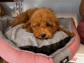4 AYLIK OYUNCAK SURAT TOY POODLE BEBEKLER