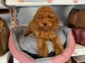 4 AYLIK OYUNCAK SURAT TOY POODLE BEBEKLER