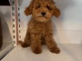 4 AYLIK OYUNCAK SURAT TOY POODLE BEBEKLER