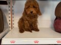 4 AYLIK OYUNCAK SURAT TOY POODLE BEBEKLER