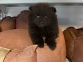 ÖZEL RENK BLACK POMERANİAN YAVRUMUZ