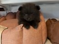 ÖZEL RENK BLACK POMERANİAN YAVRUMUZ