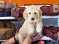 BEBEK YÜZLÜ GOLDEN RETRİEVER YAVRULARIMIZ