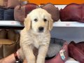 BEBEK YÜZLÜ GOLDEN RETRİEVER YAVRULARIMIZ