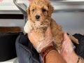 OYUNCAK SURAT MALTİPOO BEBEKLERİMİZ