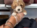 OYUNCAK SURAT MALTİPOO BEBEKLERİMİZ