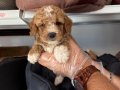 OYUNCAK SURAT MALTİPOO BEBEKLERİMİZ