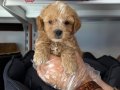 OYUNCAK SURAT MALTİPOO BEBEKLERİMİZ