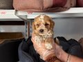 OYUNCAK SURAT MALTİPOO BEBEKLERİMİZ