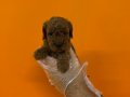 RED BROWNE KORE POODLE YAVRULARIMIZ