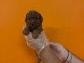 RED BROWNE KORE POODLE YAVRULARIMIZ