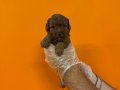 RED BROWNE KORE POODLE YAVRULARIMIZ