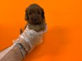 IRK GARANTİLİ OYUNCAK SURAT MALTİPOO YAVRULARIMIZ