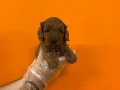 IRK GARANTİLİ OYUNCAK SURAT MALTİPOO YAVRULARIMIZ