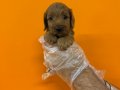 IRK GARANTİLİ OYUNCAK SURAT MALTİPOO YAVRULARIMIZ