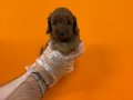IRK GARANTİLİ OYUNCAK SURAT MALTİPOO YAVRULARIMIZ