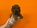 IRK GARANTİLİ OYUNCAK SURAT MALTİPOO YAVRULARIMIZ