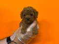 RED BROWNE KORE TOY POODLE BEBEKLERİMİZ