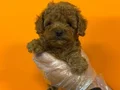 RED BROWNE KORE TOY POODLE BEBEKLERİMİZ