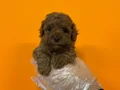 RED BROWNE KORE TOY POODLE BEBEKLERİMİZ