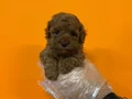 RED BROWNE KORE TOY POODLE BEBEKLERİMİZ