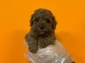RED BROWNE TOY POODLE BEBEKLERİMİZ