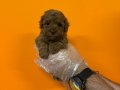 RED BROWNE TOY POODLE BEBEKLERİMİZ