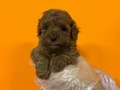 RED BROWNE TOY POODLE BEBEKLERİMİZ