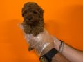 RED BROWNE TOY POODLE BEBEKLERİMİZ