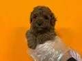 RED BROWNE TOY POODLE BEBEKLERİMİZ