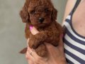 RED BROWNE TOY POODLE BEBEKLERİMİZ