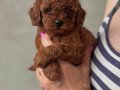 RED BROWNE TOY POODLE BEBEKLERİMİZ