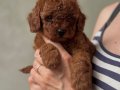 RED BROWNE TOY POODLE BEBEKLERİMİZ