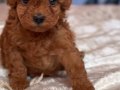 RED BROWNE KORE POODLE YAVRULARIMIZ