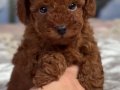 RED BROWNE KORE POODLE YAVRULARIMIZ