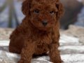RED BROWNE KORE POODLE YAVRULARIMIZ