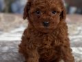 RED BROWNE KORE POODLE YAVRULARIMIZ