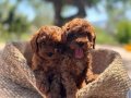 RED BROWNE KORE TOY POODLE BEBEKLERİMİZ