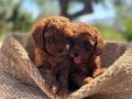 RED BROWNE KORE TOY POODLE BEBEKLERİMİZ
