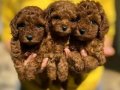 RED BROWNE KORE TOY POODLE BEBEKLERİMİZ