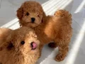 KORE TEA CUP TOY POODLE BEBEKLERİMİZ