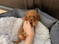 KORE TEA CUP TOY POODLE BEBEKLERİMİZ