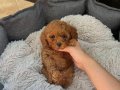 KORE TEA CUP TOY POODLE BEBEKLERİMİZ